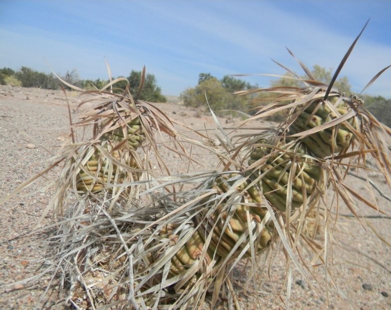  - Tephrocactus Articulatus