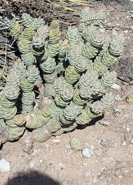  - Tephrocactus Articulatus