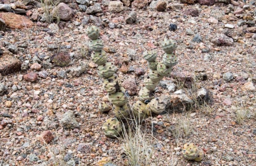  - Tephrocactus Articulatus