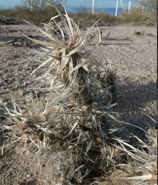  - Tephrocactus Articulatus