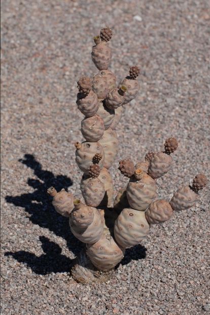  - Tephrocactus Articulatus