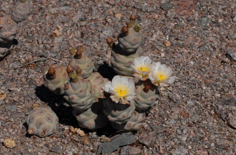  - Tephrocactus Articulatus