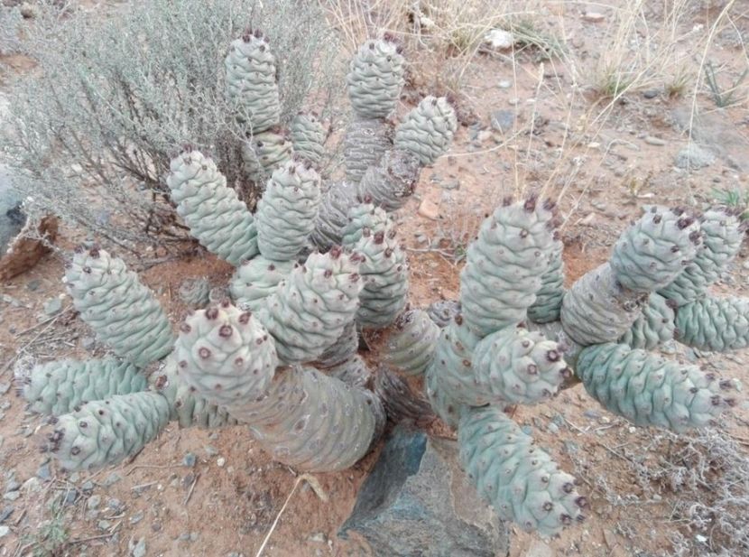  - Tephrocactus Articulatus