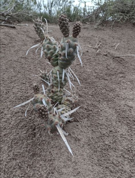  - Tephrocactus Articulatus