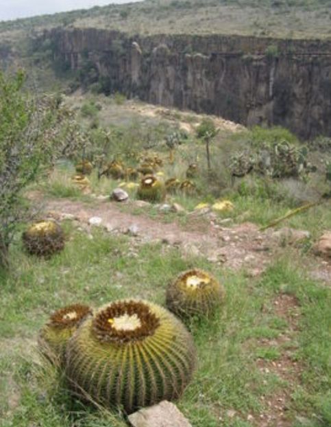  - Echinocactus Grusonii