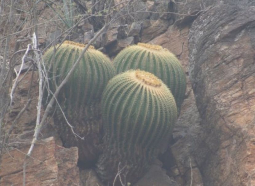  - Echinocactus Grusonii