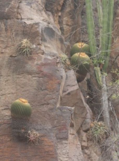  - Echinocactus Grusonii