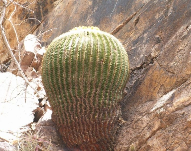  - Echinocactus Grusonii