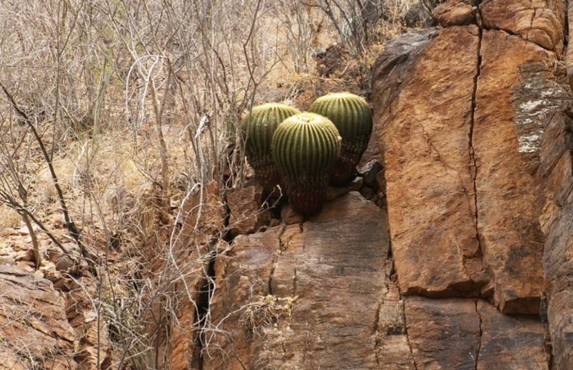  - Echinocactus Grusonii