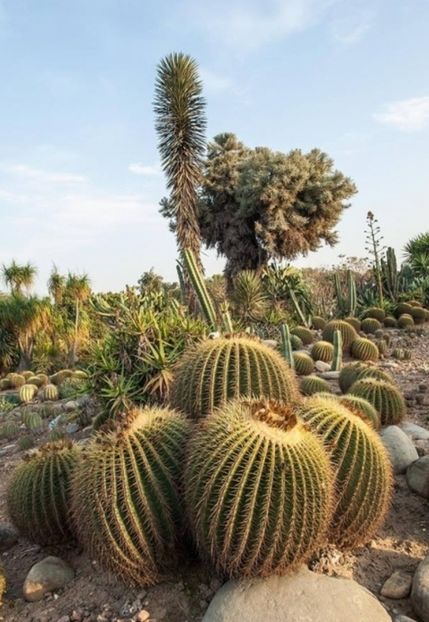  - Echinocactus Grusonii