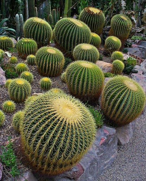  - Echinocactus Grusonii