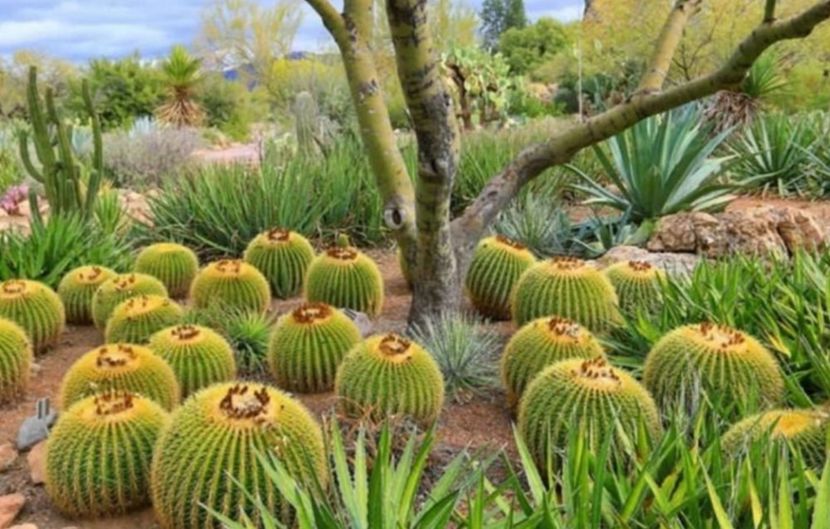  - Echinocactus Grusonii