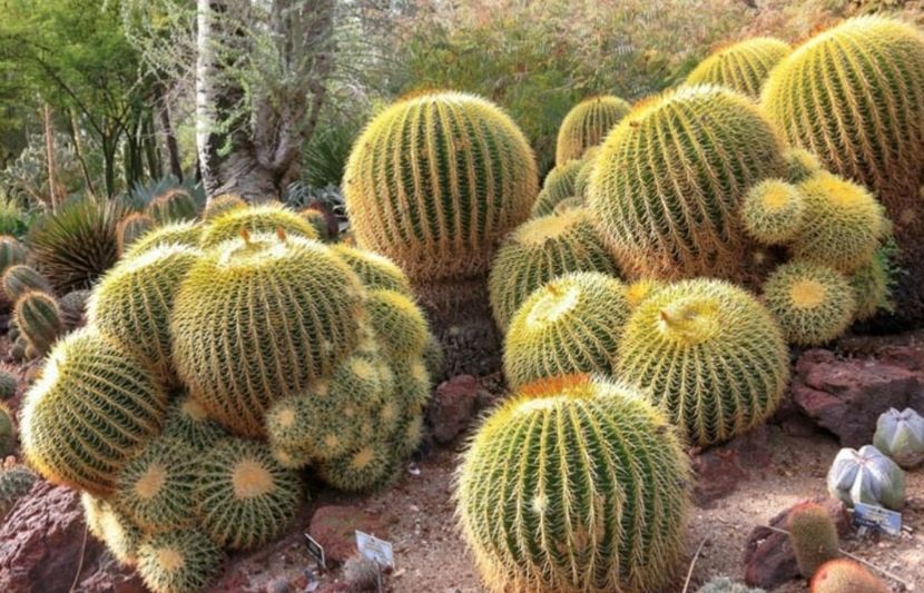  - Echinocactus Grusonii