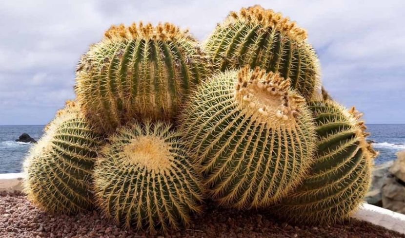  - Echinocactus Grusonii