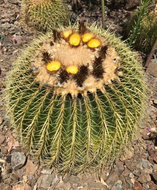  - Echinocactus Grusonii