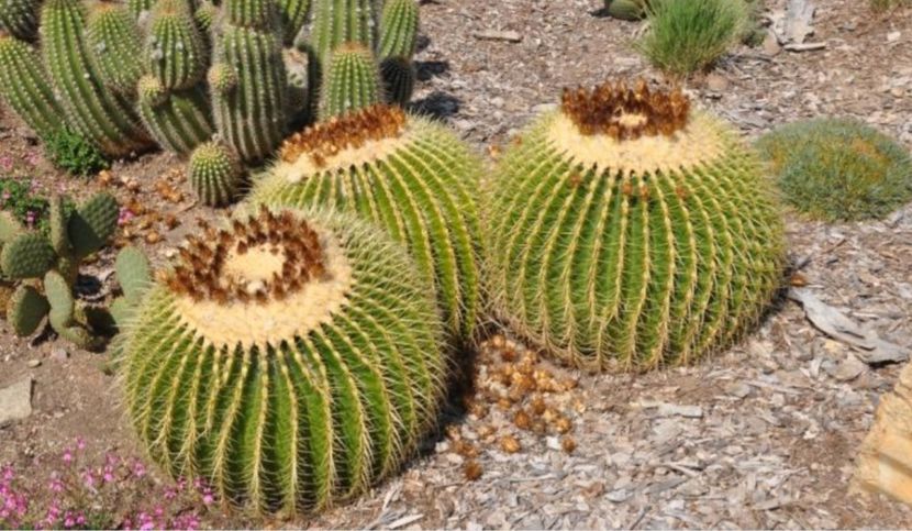  - Echinocactus Grusonii