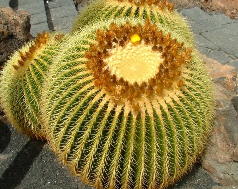  - Echinocactus Grusonii