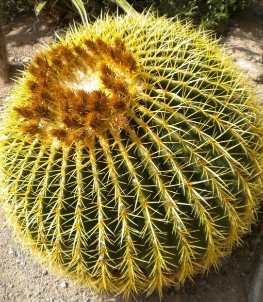  - Echinocactus Grusonii