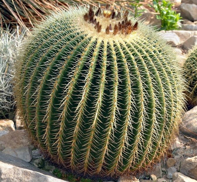  - Echinocactus Grusonii