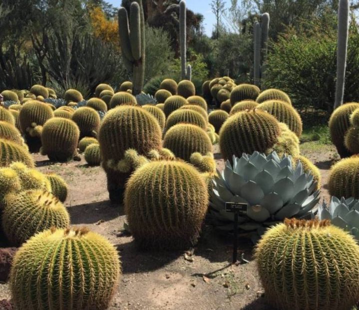  - Echinocactus Grusonii