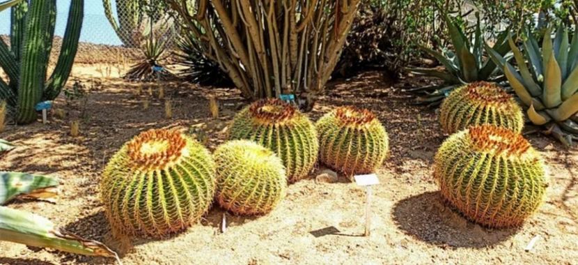  - Echinocactus Grusonii