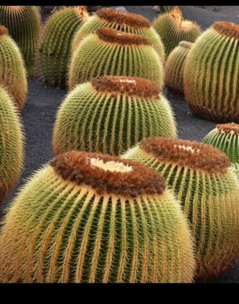  - Echinocactus Grusonii