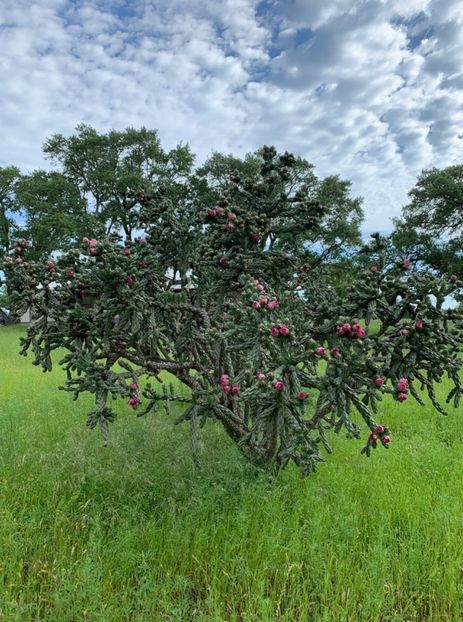  - Cylindropuntia Imbricata