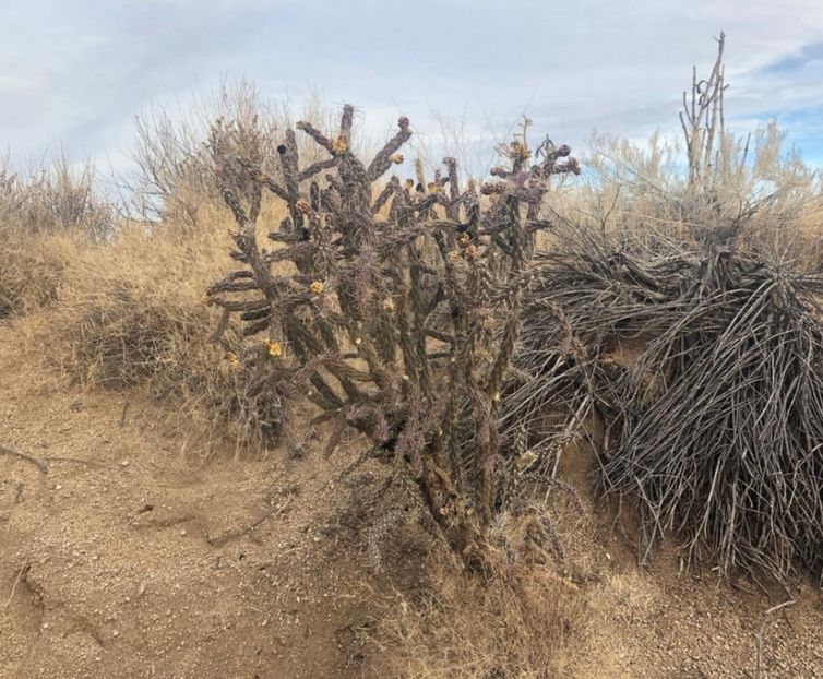  - Cylindropuntia Imbricata