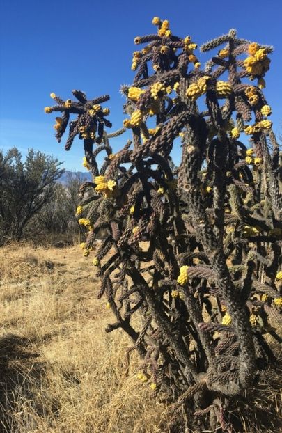  - Cylindropuntia Imbricata