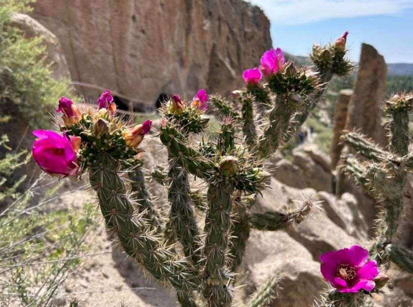  - Cylindropuntia Imbricata