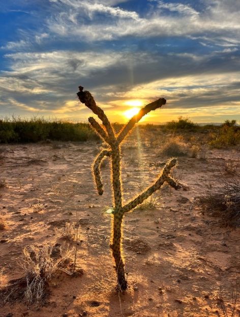  - Cylindropuntia Imbricata