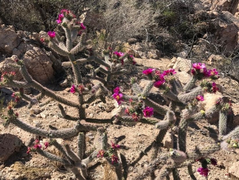  - Cylindropuntia Imbricata