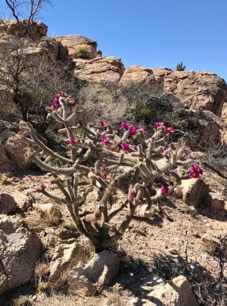  - Cylindropuntia Imbricata