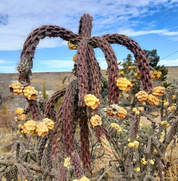  - Cylindropuntia Imbricata