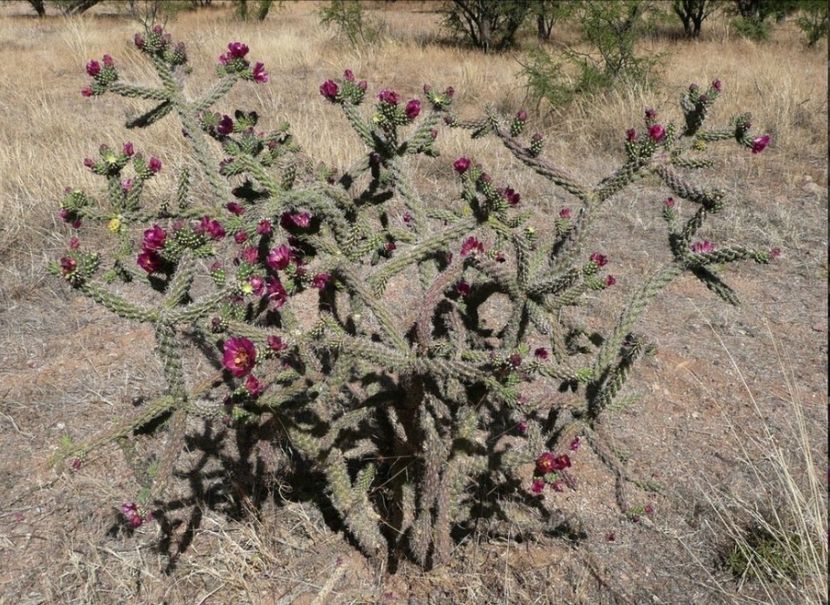  - Cylindropuntia Imbricata