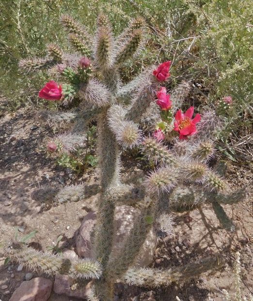  - Cylindropuntia Imbricata