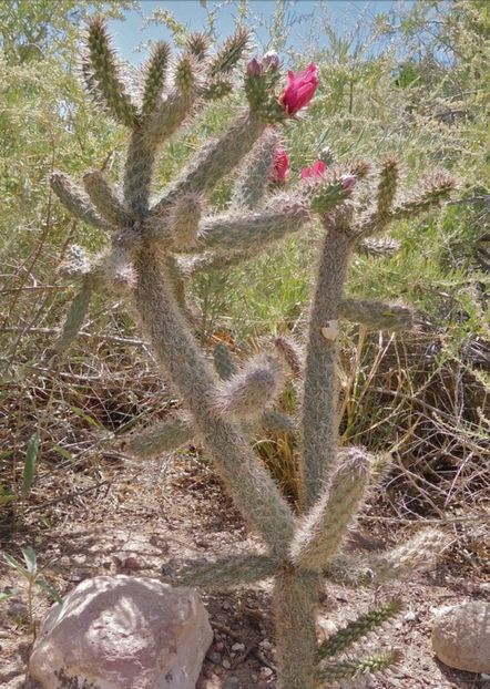  - Cylindropuntia Imbricata