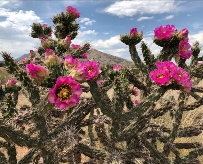  - Cylindropuntia Imbricata