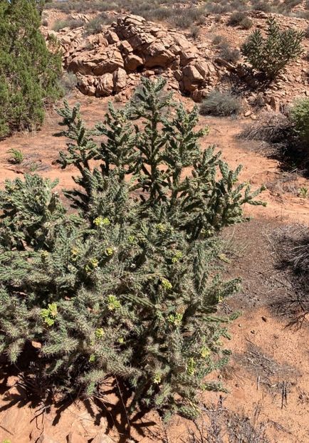  - Cylindropuntia Imbricata