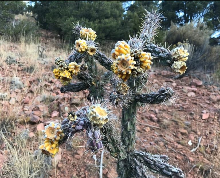  - Cylindropuntia Imbricata