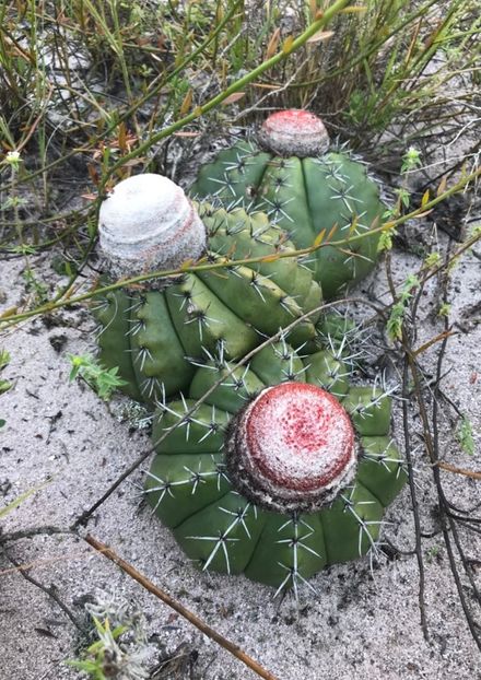  - Melocactus Violaceus