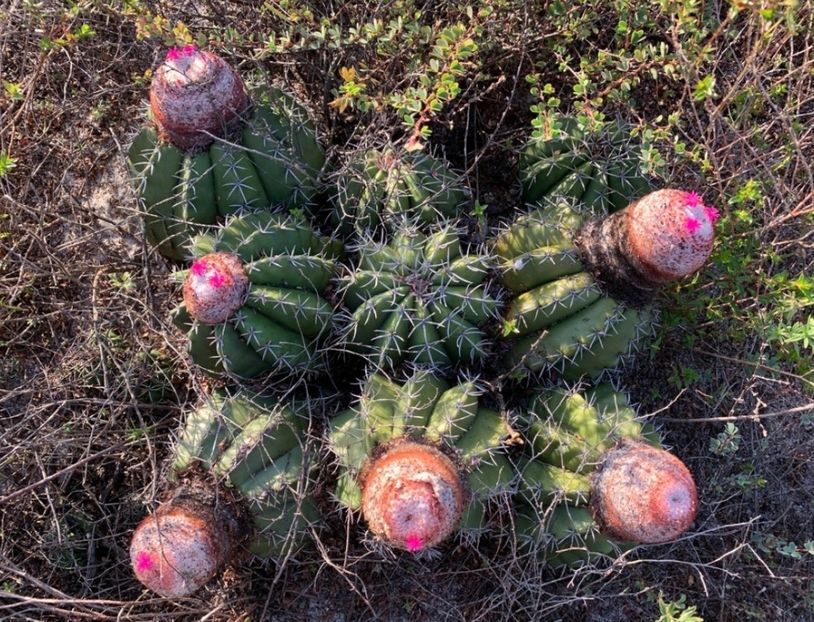  - Melocactus Violaceus