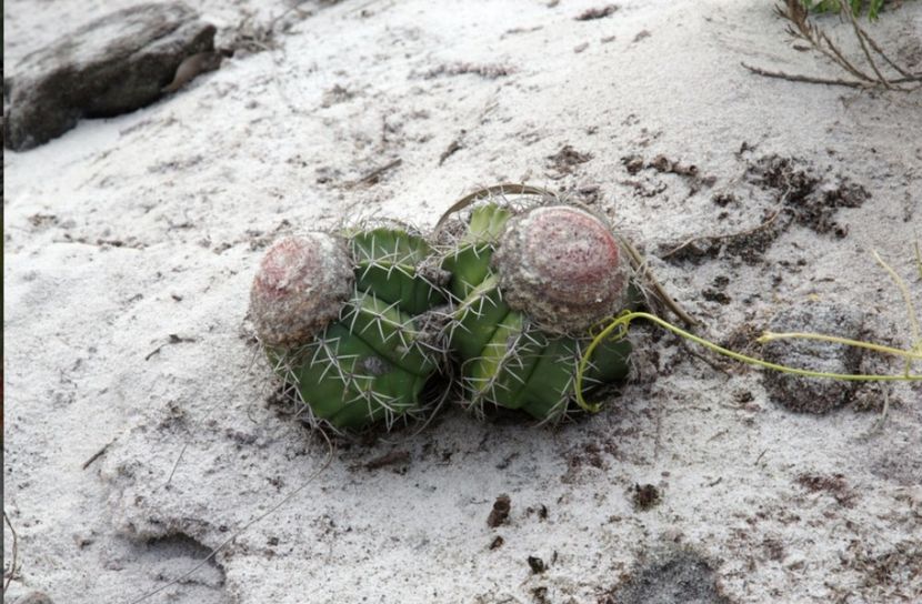  - Melocactus Violaceus