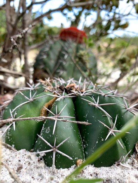 - Melocactus Violaceus