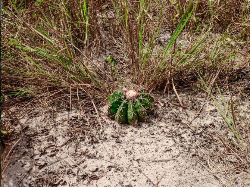  - Melocactus Violaceus
