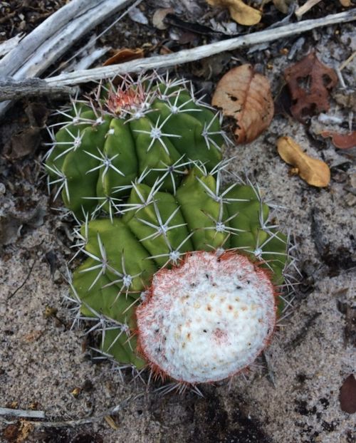  - Melocactus Violaceus