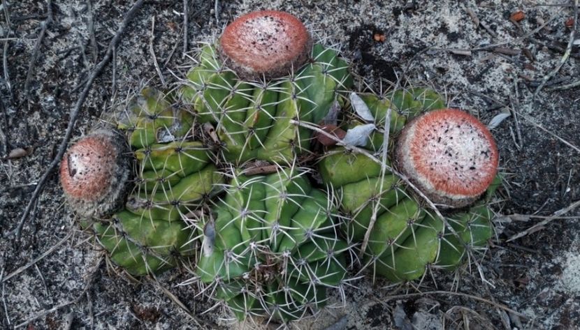  - Melocactus Violaceus