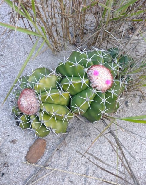  - Melocactus Violaceus