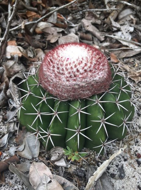  - Melocactus Violaceus