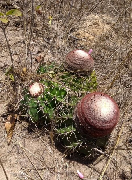  - Melocactus Violaceus